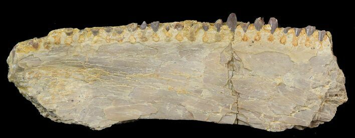 Ichthyodectes Jaw Section - Kansas #48780